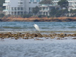 FZ027863 Little Egret.jpg